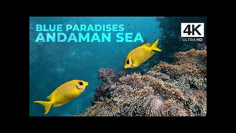 Diving Andaman Sea - Thailand Underwater Video - Blue paradise