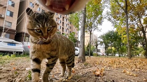 Cat with GoPro fights and asserts dominance | Compilation