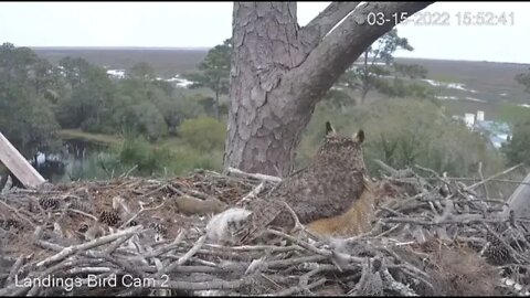 Red-tailed Hawk Attacks Nest-Cam Two 🦉 3/15/22 15:52