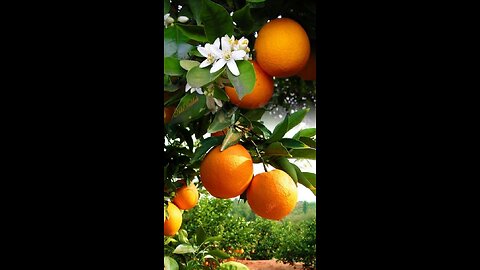 "Growing Abundance: Nurturing Your Own Orange Tree Orchard"