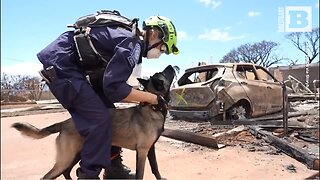 K9 Units Assist in Search for Survivors in Lahaina Following Wildfires