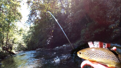 Great Smoky Mountains - New River with Old Friends!