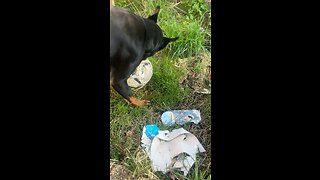 Rottweiler Enjoys Soccer ⚽️ #soccer #viral #trending #puppy #rumble #Rottweiler #dog