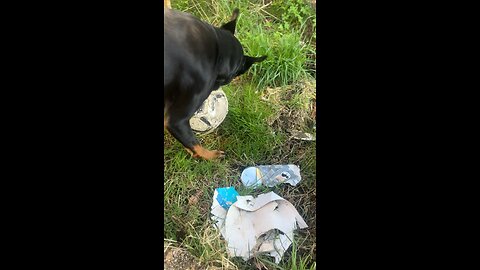 Rottweiler Enjoys Soccer ⚽️ #soccer #viral #trending #puppy #rumble #Rottweiler #dog