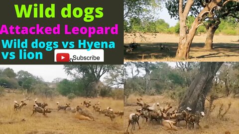 12 Wild Dogs Attack Weakness Leopard- Wild Discovery Animal 2022@King Animals