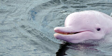 Very Rare Pink Dolphin Spotted in Ocean 🐬🐬🐬
