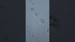 Wolf Tracks on the Frozen Lake! #shorts