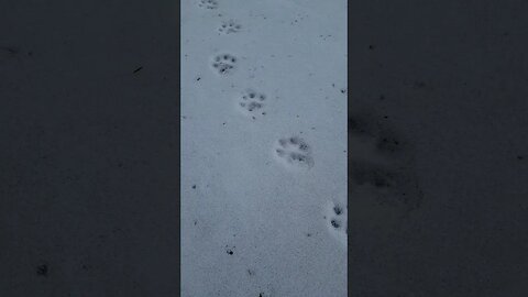 Wolf Tracks on the Frozen Lake! #shorts