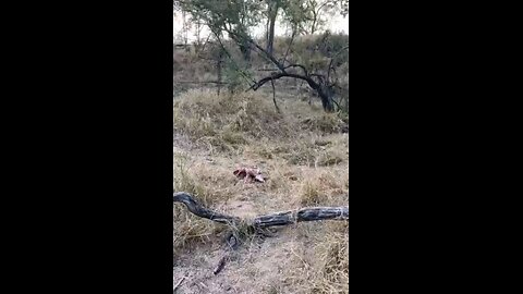 Leopard Steals Back Its Meal From Hyena