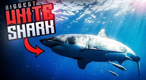 Biggest Great White Shark Ever Recorded