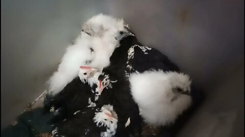 Some Belgian D'uccle chicks and some Silkie chicks have a cuddle in the corner 15th December 2021