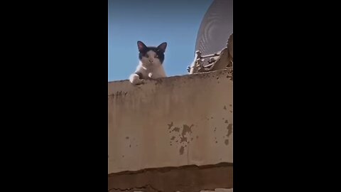Cat speaking Arabic