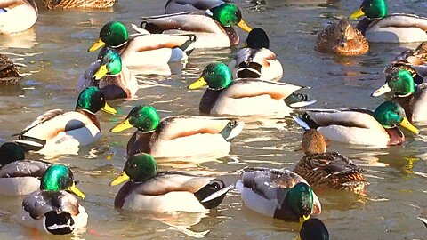 More Arctic Mallard Ducks Swimming on Another Sunny Day