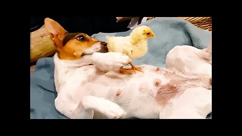 FUNNY99TEAM | DOG & CHICKEN ARE BEST FRIENDS! | FUNNY DOGS