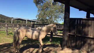 Halo with no halter for the first time in over a year!