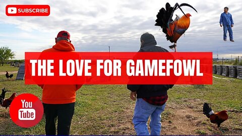 THE LOVE FOR GAMEFOWL Part 2