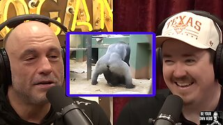 'Chimp Ladies are Wild' Joe Rogan Experience