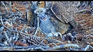 A Huge Bite For a Small Owlet 🦉 3/3/22 17:44