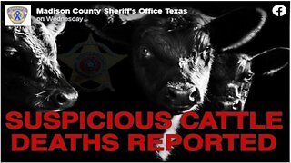 Mysterious: Six Texas Cows Found Dead; Mutilated With Missing Tongues