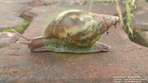 You are really a snail: Stay inside of home, it is sticky! For God's sake... [Quotes and Poems]