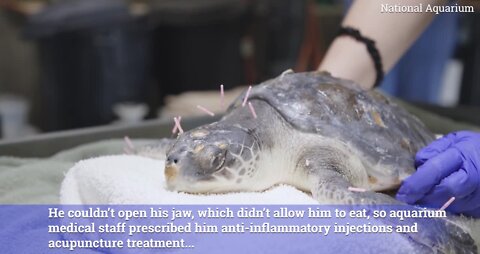 Rescued sea turtle now able to eat after receiving acupuncture at National Aquarium in Baltimore