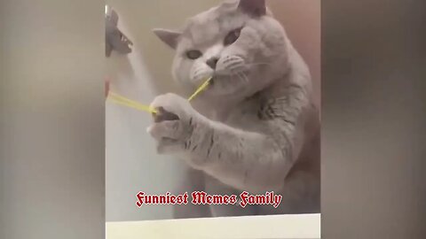 #funny# cat video