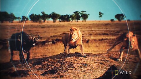 Lion Vs Wild Buffalo | The Ultimate Rivals 👈🏻😲😲😲😲