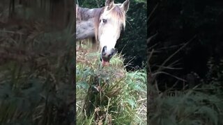 Horse pokes his tongue out at me