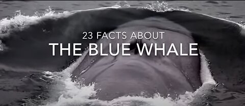 Blue Whale Facts: 23 facts about the Blue Whale