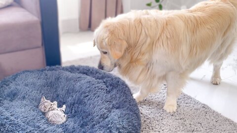 Golden Retriever Shocked by a Kitten occupying his bed