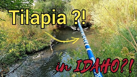 Creek fishing for TILAPIA in IDAHO?? (Episode 1 of 3)