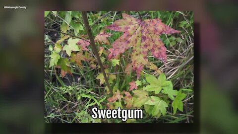 Sweetgum | Sarah's Walking Club Fall Scavenger Hunt