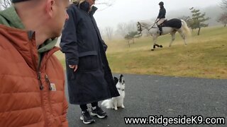 Papillon Dog Living With Horses - Is It Possible