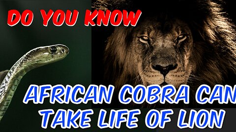 Cobra's Bite The African Cobra can take life of lion | facts about cobra