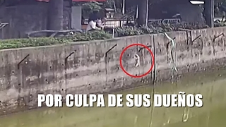 Perrito cae al recinto de los Tigres en el zoo por culpa de sus dueños