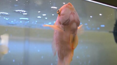 Colorful Golden Fish Enjoying In The Aquarium98