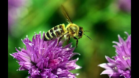 Don't Belittle The Bee - The Ancients Knew