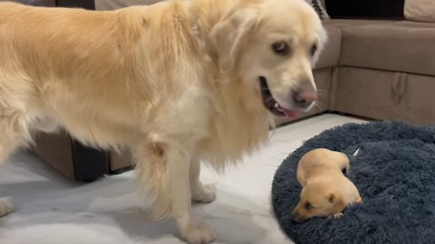 Golden Retriever Shocked by a Puppy occupying his bed!