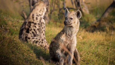 Hyenas are one of the most misunderstood