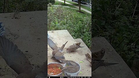 Dove Fight In Bowl! 🐦