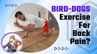 Is the Bird Dog A Good Exercise For Your Back Plus One Test!