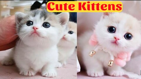 Cute kittens || Funny and cute cat playing video