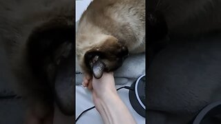 she loves her daddy #viral #cat #kitty #siamese #shorts