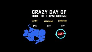 Shocking Day of Bob The Flowerhorn: 6 Hours of His Tank Life