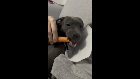 Happy staffy puppy loves to eat carrots!