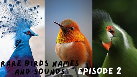 Rare Birds Names and Sounds- Second Episode