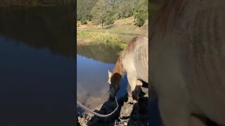 Remembering Arthur: His last drink from the creek before euthanasia 💔🥲 We miss you old boy