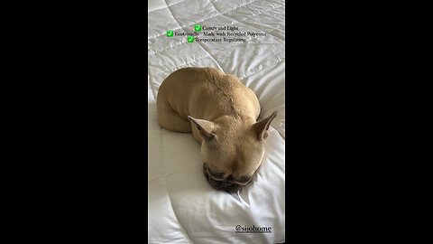 Sleeping Comfortably With Sijo Blankets | Mochi The French Bulldog