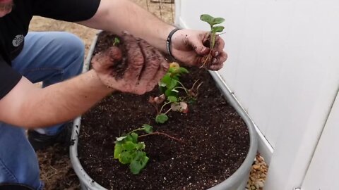 Transplanting strawberry runners. FREE strawberry plants growing in a container.