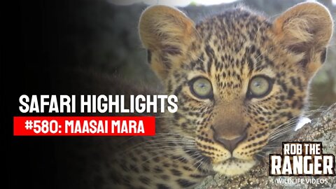 Safari Highlights #580: 29 December 2020 | Maasai Mara/Zebra Plains | Latest Wildlife Sightings